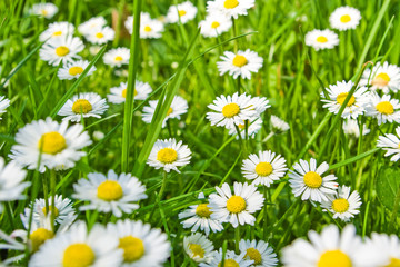 Fototapeta premium daisies on green grass