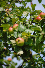 Äpfel im Herbst