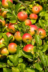 Alter Alterbaumdie 2.