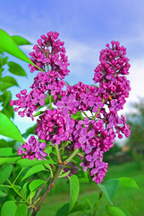 spring pink lilac close up organic background