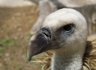 retrato de un buitre leonado