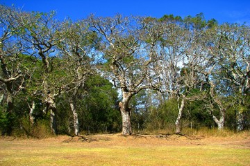 Fototapeta premium coral trees
