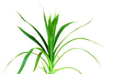 isolated wet green grass ultra close up on white