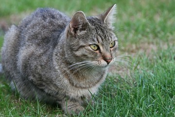 Portrait of tabby cat in the grass