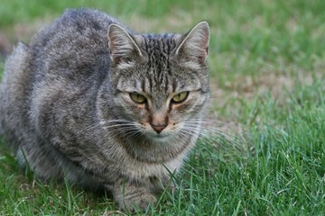 Portrait of tabby cat in the grass