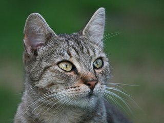 Portrait of tabby cat in the grass