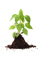 Green plant on isolated white background