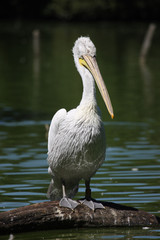 pelican