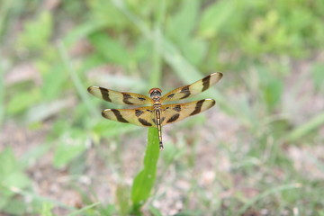 WILD INSECT