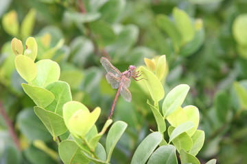 DRAGONFLY IN THE GARDEN