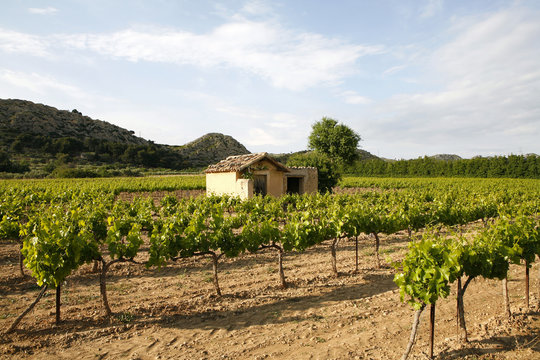 vignes