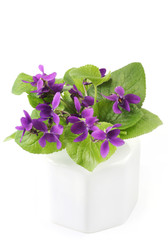 A bunch of violets in a small white porcelain vase.
