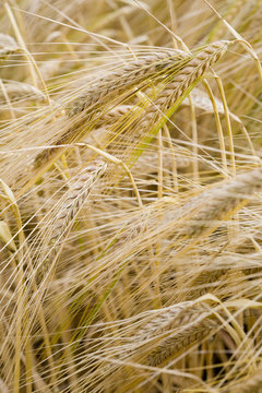 Wheat at Harvest