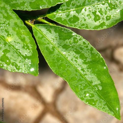 "feuilles de citronnier" photo libre de droits sur la banque d