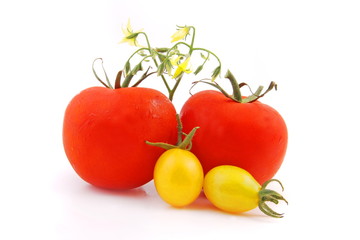tomaten und tomatenblüten