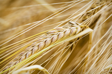 Rlpe Barley