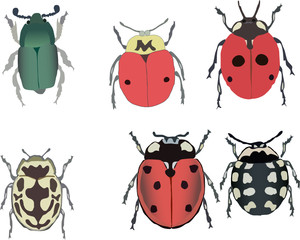 ladybugs collection