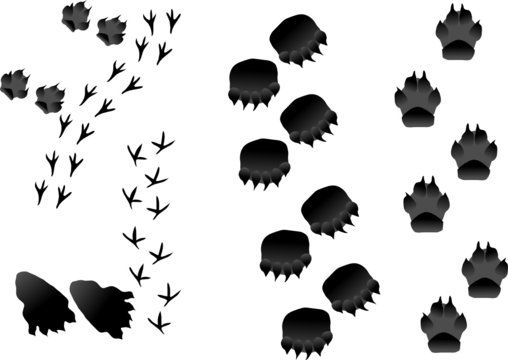 animal tracks