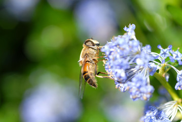 ABEILLE