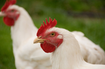 rooster