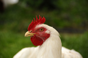 rooster