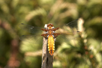 Broad Bodied Chaser