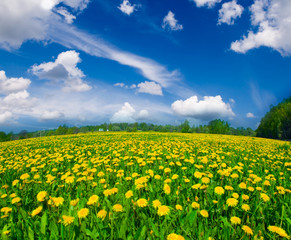 Field of dandelions on background of the sky