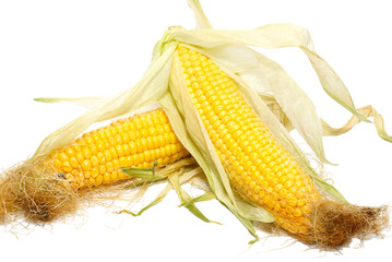 Yellow young corn isolated on white.