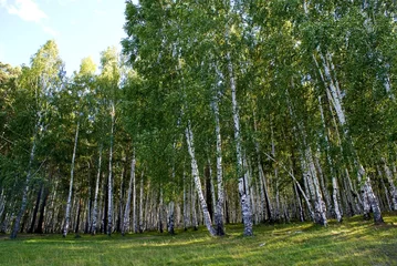 Selbstklebende Fototapeten Wald © Andrei Starostin