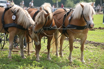 Haflinger-Gespann