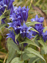 Genziana