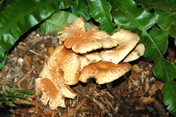 Woodland toadstools