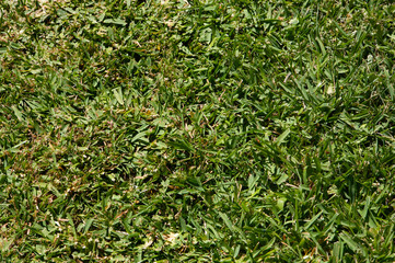 Texture of the green grass in the natural turf
