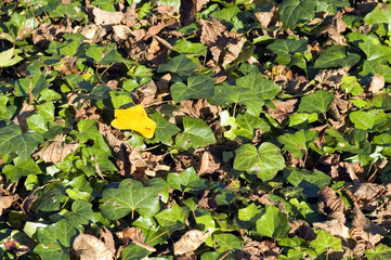 Yellow leaf between green leafs
