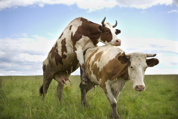 Two cows in nature. Green grass and blue sky