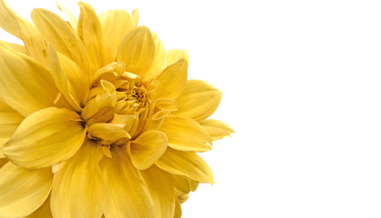 fleur jaune