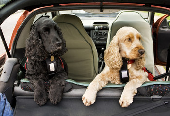 black and golden Cocker Spaniel dogs in back of car