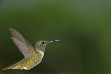Fototapeta na wymiar Hummingbird profil
