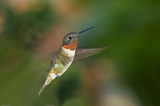 Mid-air flight of hummingbird