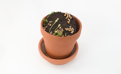 Seedling herbs growing in a very small pot.