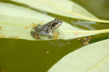 frog sitting on the leaf