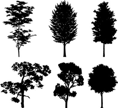Set isolated trees. Silhouettes