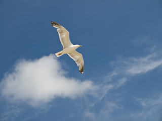 Classic gull flying over the sea