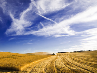Combine harvesting a wheat field