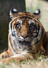 tigre animal félin féroce disparition espèce chasse protéger fou