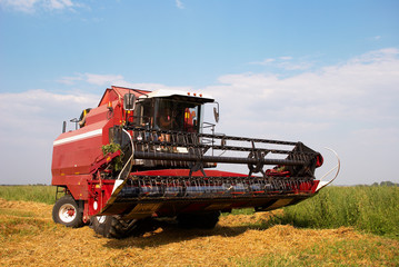 Red grain harvester combine in a field