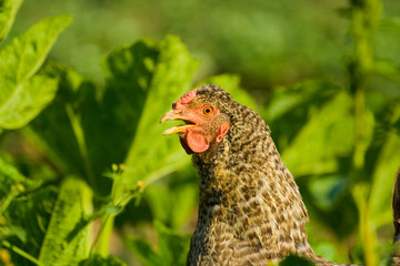 Close up of a chicken on a lawn