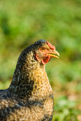 Close up of a chicken on a lawn
