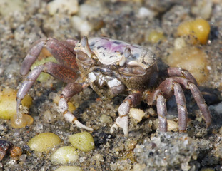 Fiddler Crab