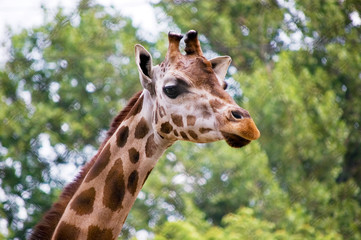 Head of a giraffe against green trees